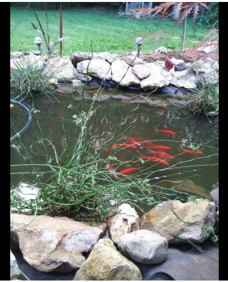 Original Barley Straw Bales Pond Treatment Clear Water Fountain Fish Tank 2 Pack