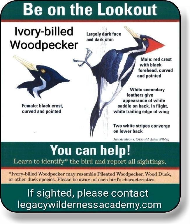 Be On The Lookout Woodpecker Metal Aluminum composite sign