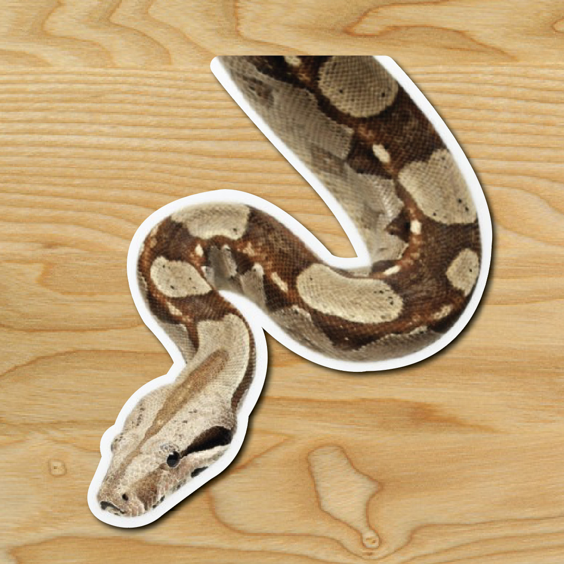 (1) BOA Peeper Sticker Window Peep Decal Car Auto Sticker Reptile Snake Herp.