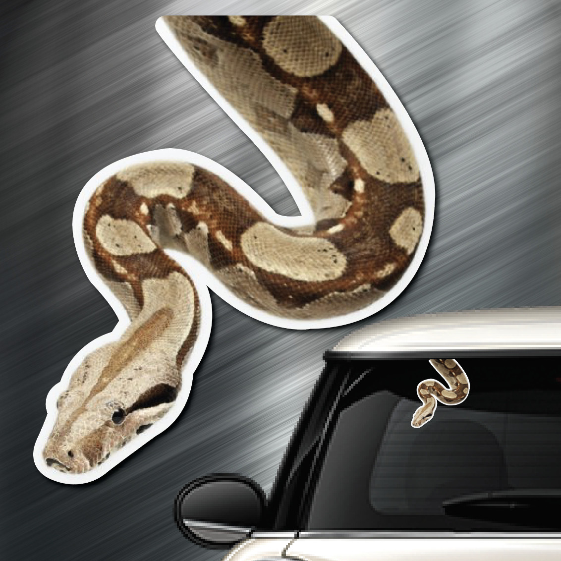 (1) BOA Peeper Sticker Window Peep Decal Car Auto Sticker Reptile Snake Herp.