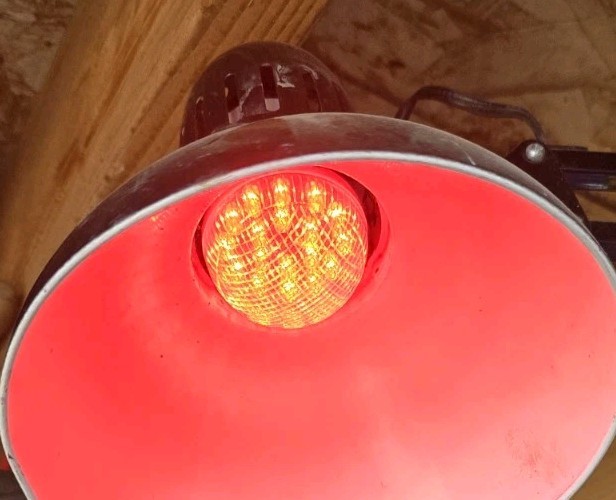 12 Technical Lighting Research Bulbs 203LEDHG/R, LED Lighting RED